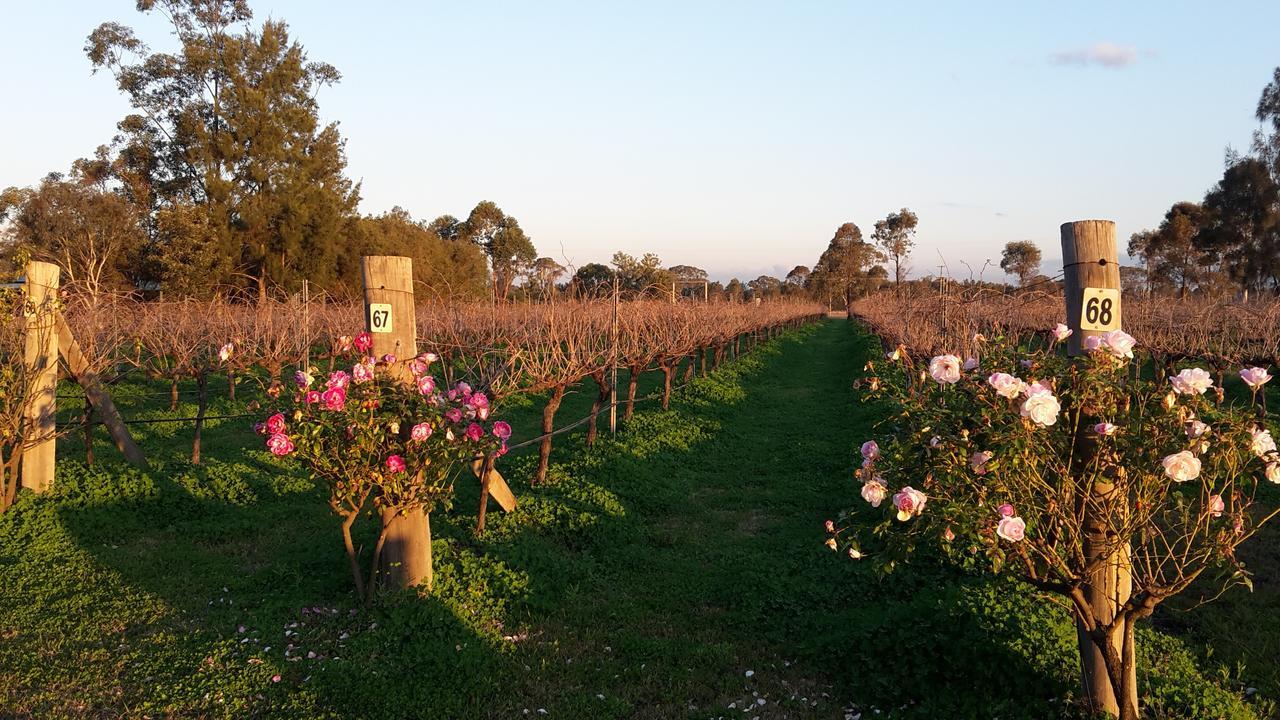 Emma'S Cottage Vineyard Lovedale Ngoại thất bức ảnh